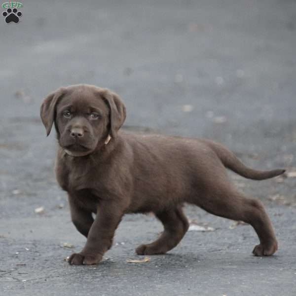 Promise, Chocolate Labrador Retriever Puppy